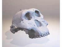 Paranthropus Skull by akkia