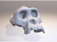 Gorilla skull by akkia