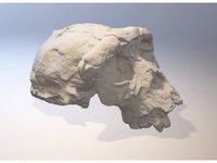 Sahelanthropus tchadensis Skull by akkia