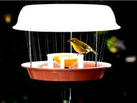 Bird Food Table by Syumijin