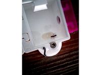 Food dispenser for my ants Camponotus barbaricus by estami