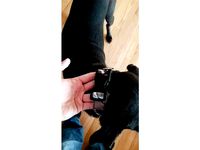 Dog Collar Parachute Clip Male and Female - with cut out by themi7ch