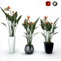 Strelitzia