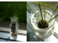Papyrus vase by Evan_C