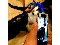 Ibone phone treat holder by Brainfarth