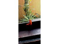 window hanger opener by lucaas_kolling