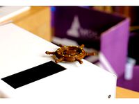 Multi-Color Ship Wheel Knob by MosaicManufacturing