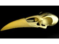 Raven Skull by sprocket1597