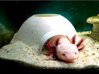 Igloo for Aquariums by willyckh