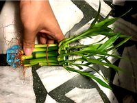 Lucky Bamboo Stand (for grew in water) by scsonic