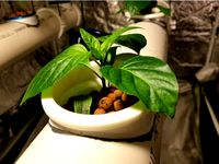 Hydroponics Net Cup / Pot System for 4inch PVC Pipe by smysnk