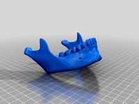 Mandible (one unit) by Bayswater