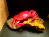 Maryland Blue Crab by electronlove