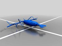 Acartia Tonsa by matthewamey