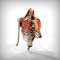 Human Upper skeletal and Connecting Muscles3d model