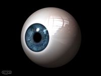 Human Eye3d model