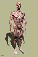 Human muscle3d model