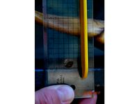 Gular Scute by Taithulu