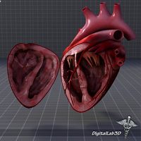 Human Heart Half3d model