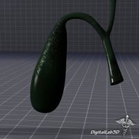 Gall Bladder3d model