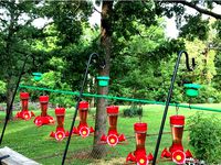 Covered Hummingbird Feeder Moat  by Ozark