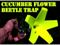 Cucumber flower beetle trap by jailcee