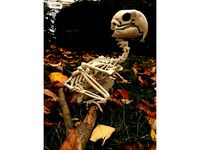 Bird Macaw Skeleton by lordlilapause