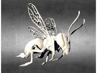 Honey Bee by PeteA
