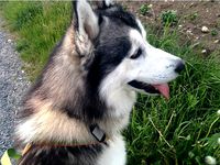 Dogtag Protector by Smaxx