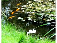 Wireless electric fish feeder by WillemvD