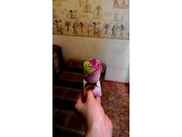 Rainbow roses, set for getting by Rici