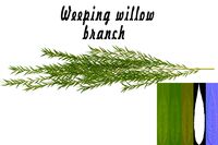 Weeping willow branch 3D Model