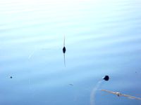 Fishing Float by Gudini