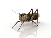Grasshopper 3D Model