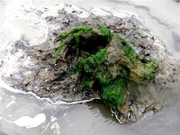 borth stump by potholer