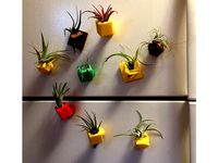 Air Plant Holders by FollyMaker