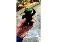 Cactus Head With Roots Hole by albycrescini