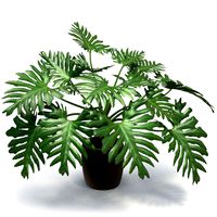 Philodendron Selloum In Pot