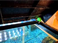 Fish Tank Lid Hinge Repair by Brett