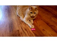 Cat Toy - Swat Top by kuriger9