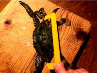 Crab Gauge for Western Australia by nebbian