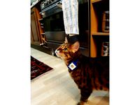 Cat tracker by kanejs