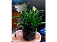 Twisted flower pot - wide version. Pot de fleurs large version by Julien_DaCosta