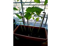 Plant Stake with Clip by jag304