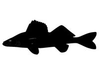 Walleye Design by wslab