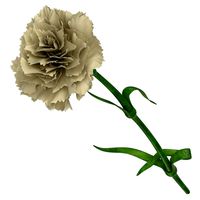 Carnation - White