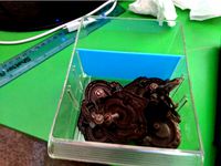 Large Bin Seporator by sweetgoals