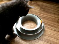 Ping pong toy for Cat by magellannight