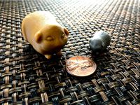Guinea Pig by jfrisc20