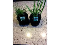 Chive Support - Plant Support by MarcB2000